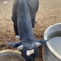 گاو گوساله نر