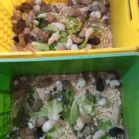 همستر سوری ومینیاتوری