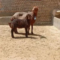 میش بره دار