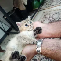 گربه بریتیش شرت هیر