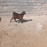 بزغاله ماده کیلویی 500