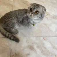 گربه اسکاتیش سیلور نر