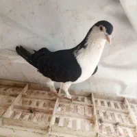 کفتر|پرنده|مشهد, فاطمیه|دیوار
