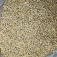 فروش گندم
