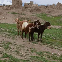 گوسفند|حیوانات مزرعه|الیگودرز, |دیوار