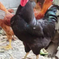 فروش خروس جوان