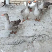 فروش تعداد قاز ۵ماهه