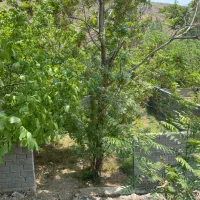 زمین