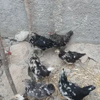 فروش نیمچه مرغ گلین ۸ماهه