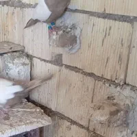 اول بخون