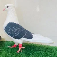 نر دکت سیاه