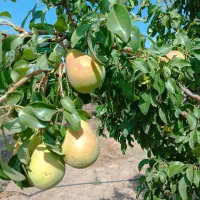 باغ ۵۰۰ متری ۲۵۰ ملیون