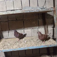 کفتر سرخ