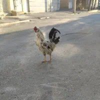 با سلام مرغ و خروس و جوجه