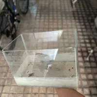 اکواریوم