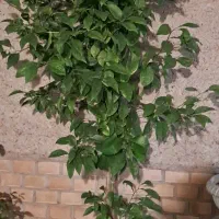نهال نارنج با گلدان سرامیک