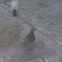 کبوتر