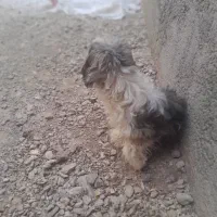 درود به همگی سگ پاپی ماده