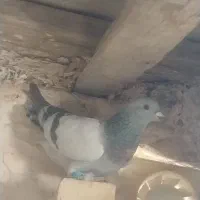 سلام ۳ تاش نر هس