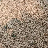 تخمه هندوانه