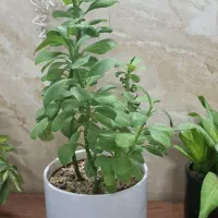 گل های طبیعی با گلدون سرامیکی