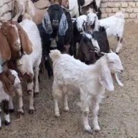 بز کهر دار دورگ دوبحری دقلو زا جوان درشت