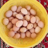 فروش تخم مرغ محلی ارگانیک