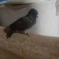 کبتر