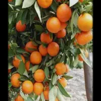 کود ارگانیک سبو سیب (کروا)