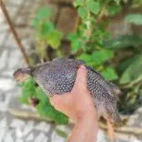 مرغ شاخدار