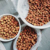 کشته آلو