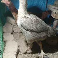 مرغ لاری نسل