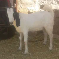 یک عدد کهره نر دوبحر پاکستانی برای داشت