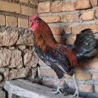 خروس رسمی جوان