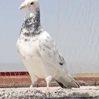 ۵عددکبوتر پلاکی به شرط پرش
