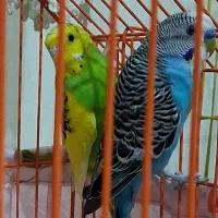 فروش مرغ عشق ۳۰۰
