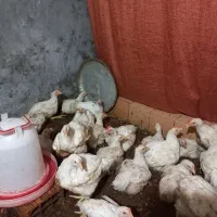 مرغ گوشتی راس ۴۵ روزه آماده فروش