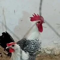 فروش جوجه مرغ و خروس های خاص و زیبای خارجی