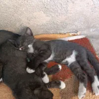 بچه گربه نیاز به سرپرست