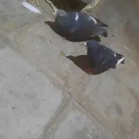 کفتر زرند