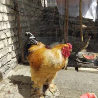 خروس برهما