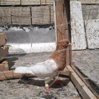 کله زرد کفتر پرنده کبوتر