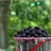 شاه توت محلی