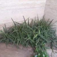 آلوئه ورا