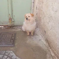 پامرامین