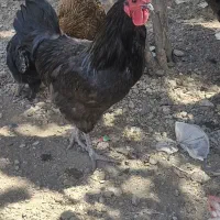 خروس استرالوپ