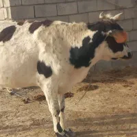 گاو چاق برای قربانی