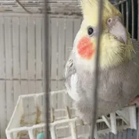 سه تا عروس هلندی ناز و قشنگ