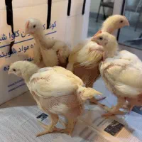 ویزیت طیور صنعتی