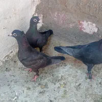 کلاغ|پرنده|کرمان, |دیوار